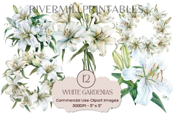 Download White Gardenia Flowers Transparent PNGs - Transparent pngs Collection