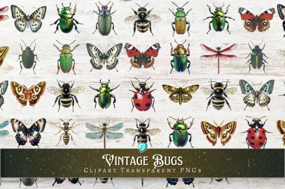 Download Vintage Bugs Clipart Transparent PNGs - Transparent pngs Collection
